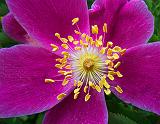 Purple Flower_00590